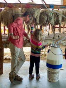A woman watches as a child tentatively touches a sheep that is ready to be milked.