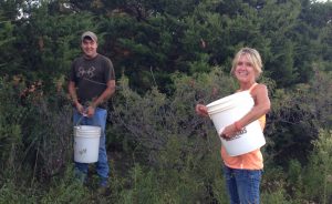 Photo by Becky McCray A man and woman with big buckets collecting wild sand plums about the size of a coin